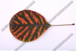 Leaves 0021